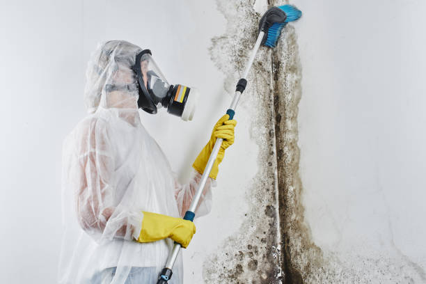 Best Post-Flood Mold Remediation in Cicero, IN