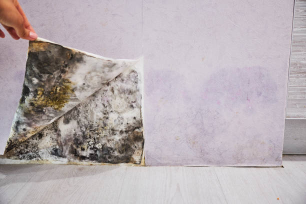 Best Emergency Mold Remediation in Cicero, IN